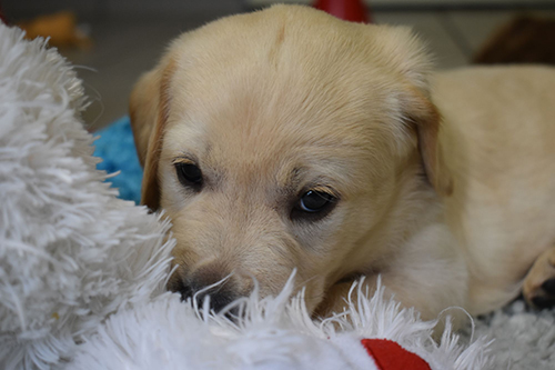 Chiot Chiot