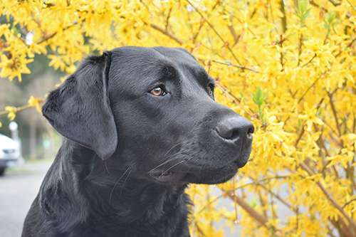 Chien reproducteur Chien reproducteur