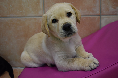 Chiot Chiot