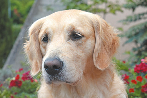Chien reproducteur Chien reproducteur