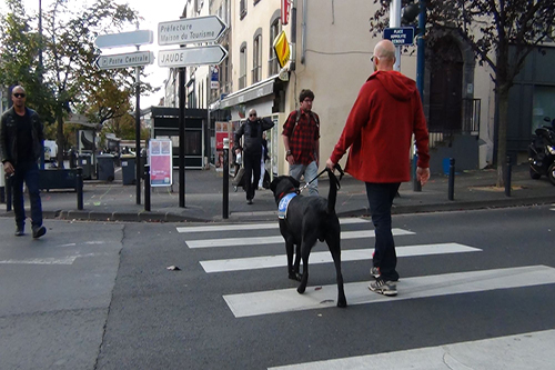 Travail en ville d'un futur reproducteur