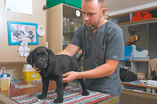 Contrôle de santé d’un chiot 