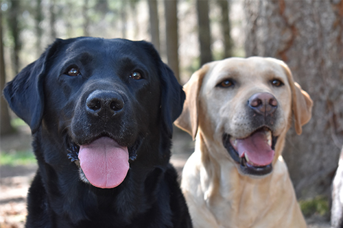 Chiens reproducteurs