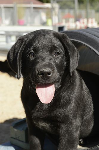 Futur chien guide Futur chiens guide