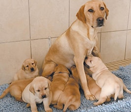 Chienne reproductrice avec sa portée de chiots