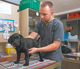 Chiot en oscultation chez le vétérinaire